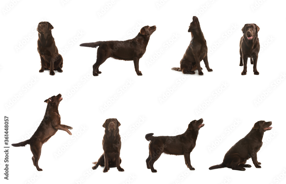 Obraz premium Set of Chocolate Labrador Retriever dogs on white background