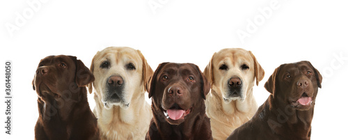 Fototapeta Naklejka Na Ścianę i Meble -  Set of adorable Labrador Retriever dogs on white background. Banner design