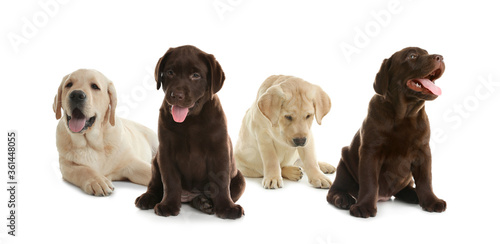 Fototapeta Naklejka Na Ścianę i Meble -  Set of adorable Labrador Retriever puppies on white background