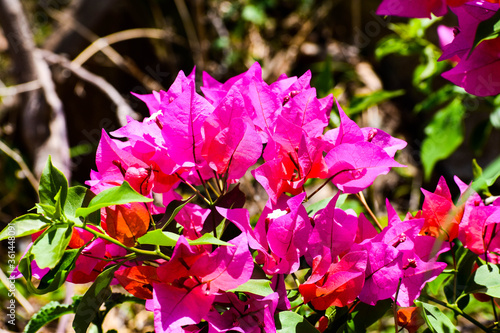 Beautiful Pink Flower