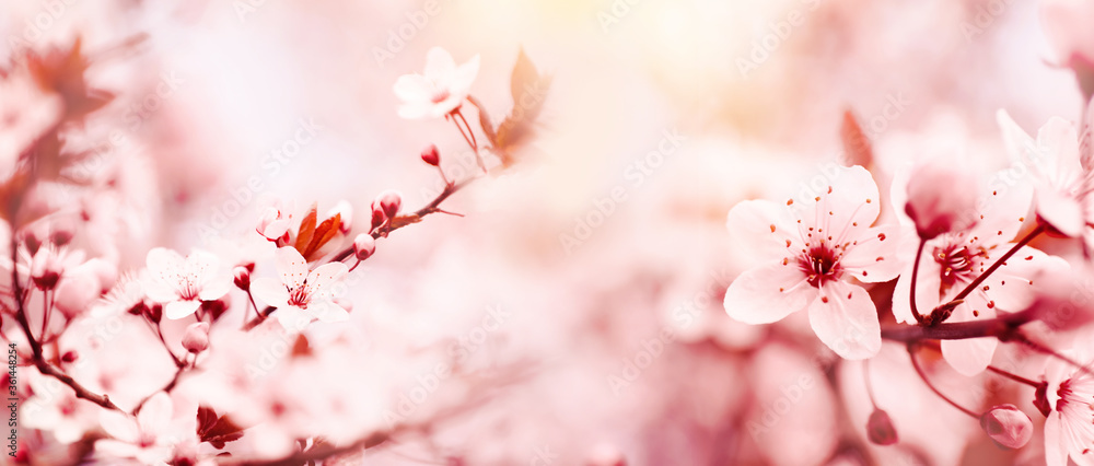 Blossoming tree outdoors on spring day. Banner design