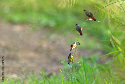 Canvas Print A group of small birds perched on a branch of rice (red avadavat)