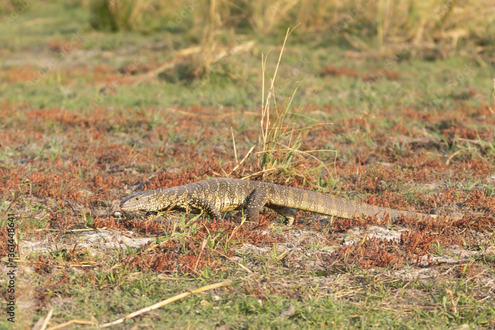 Water Monitor in the grass Water Monitor in the grass