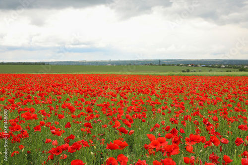 Beautiful red poppy flowers growing in field