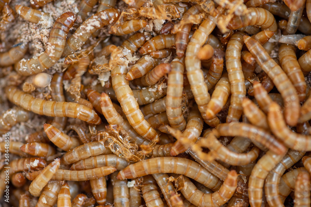 Closeup worms for use as food for birds and pets