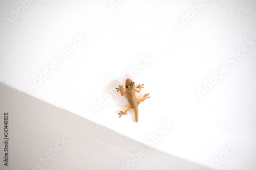 Closeup a small lizard on the ceiling wall