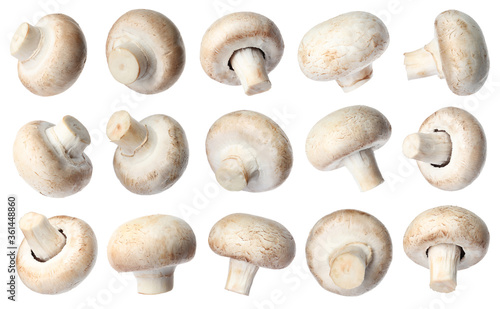 Set with fresh champignon mushrooms on white background