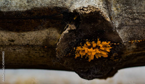 Mushroom growth on bamboo joint