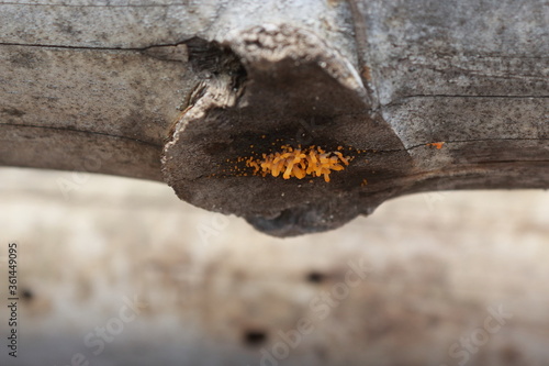 Mushroom growth on bamboo joint