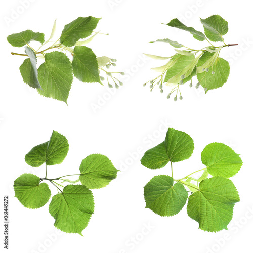 Set with young fresh leaves on white background