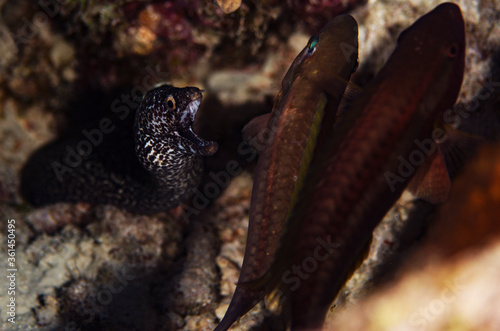 Spotted Moray Eel