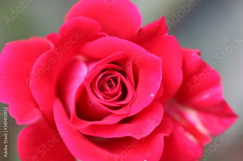 pink rose close up