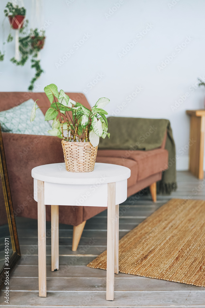 Green house plant in wicker pot on white table in cozy living room scandinavian interior Green house plant in wicker pot on white table in cozy living room scandinavian interior