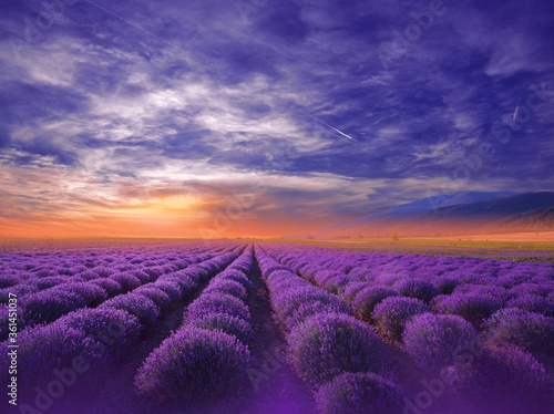 Beautiful Tranquil Nature Background.Amazing Lavender Flowers.Art Design.Creative Photography.Conceptual Photo.Fantasy Floral Art.Artistic Wallpaper.Violet Color.Blooming Lavender Field at Sunset.Blue