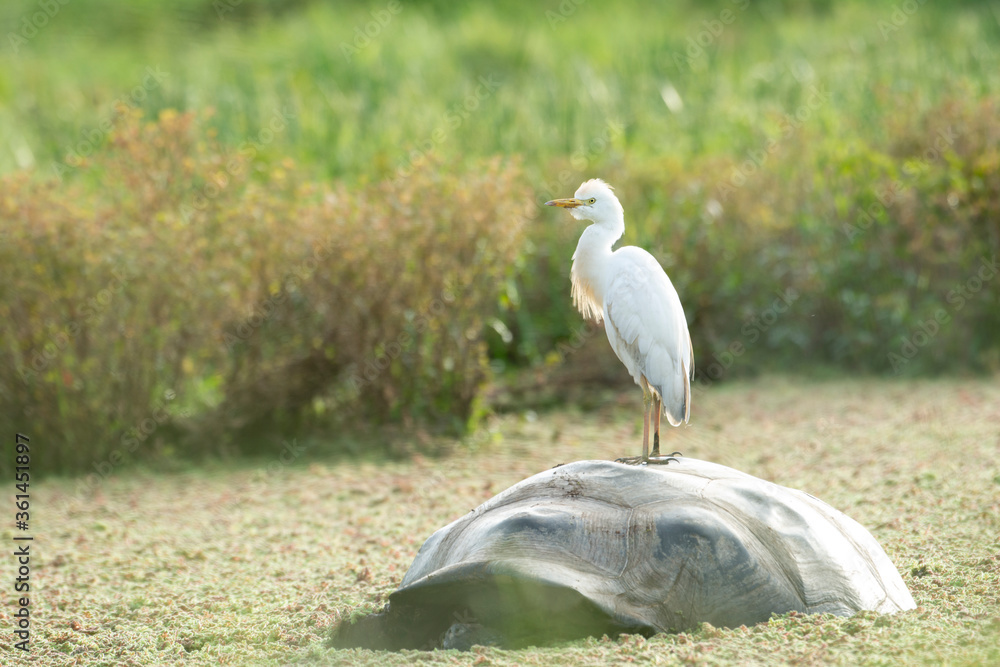 Fototapeta premium Unusual Cattle Egret's perch
