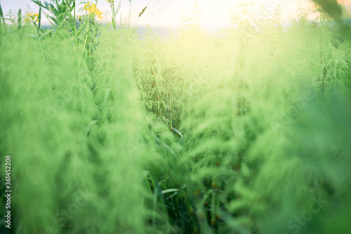 Fototapeta Naklejka Na Ścianę i Meble -  Tall grass in field selective focus and sunlight