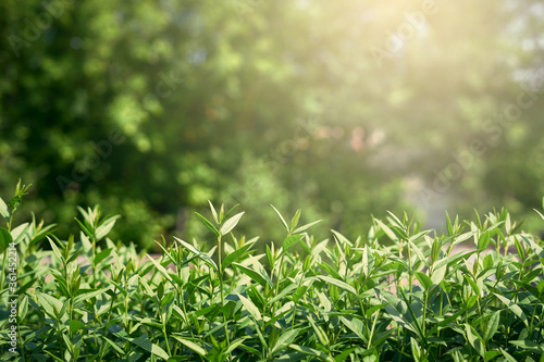 Summer garden background  green summer and copy space