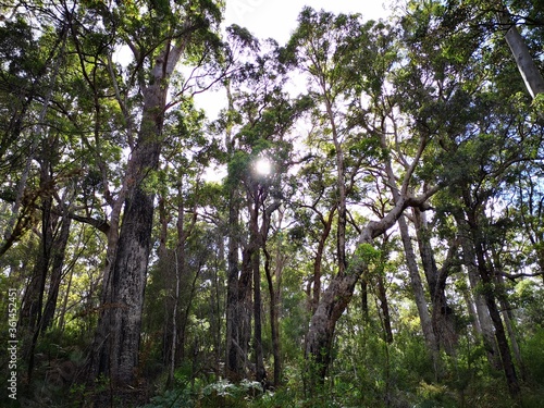 Eucalyptus Karri forest. Towering trees. Near Denmark, Australia. photo