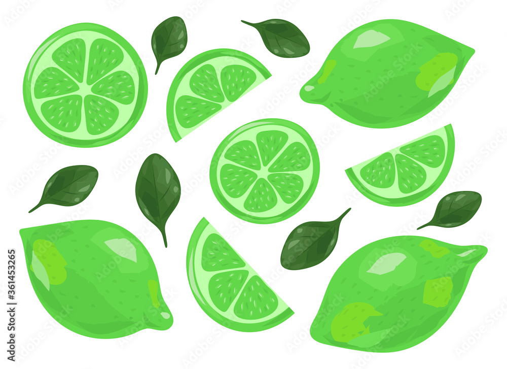 Set of fresh juicy lime. Slices of fruit. Vector illustration isolated on white background.