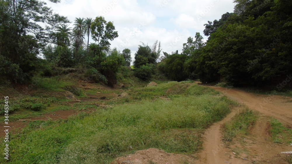 Fototapeta premium dirt road in the forest