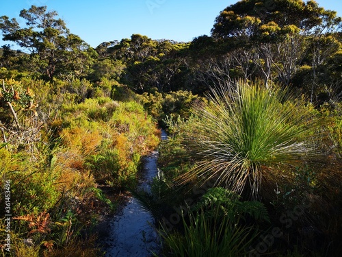 Remote track. Famous bush walking route - the Bibbulmun walking track passes through colorful vegetation of grass trees and eucalypts. photo