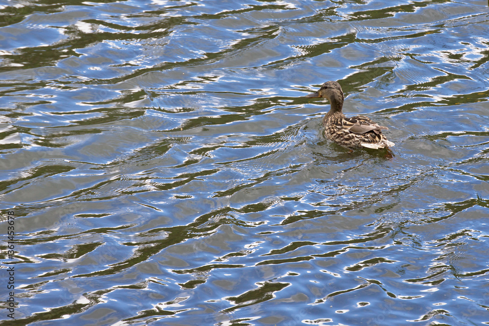 A wild duck floats on water after arrival against the backdrop of a clear forest lake and in the glint of sunlight. A wild duck floats on water after arrival against the backdrop of a clear forest lake and in the glint of sunlight.