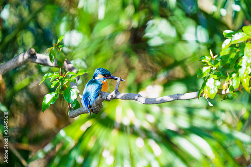 Konstfotografi 鳥, 動物, 自然, 野生生物, ブランチ
