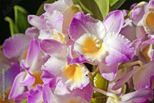 ゴージャスで美しいランの花のクローズアップ素材