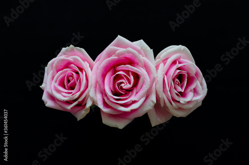 Pink roses isolated on black background.