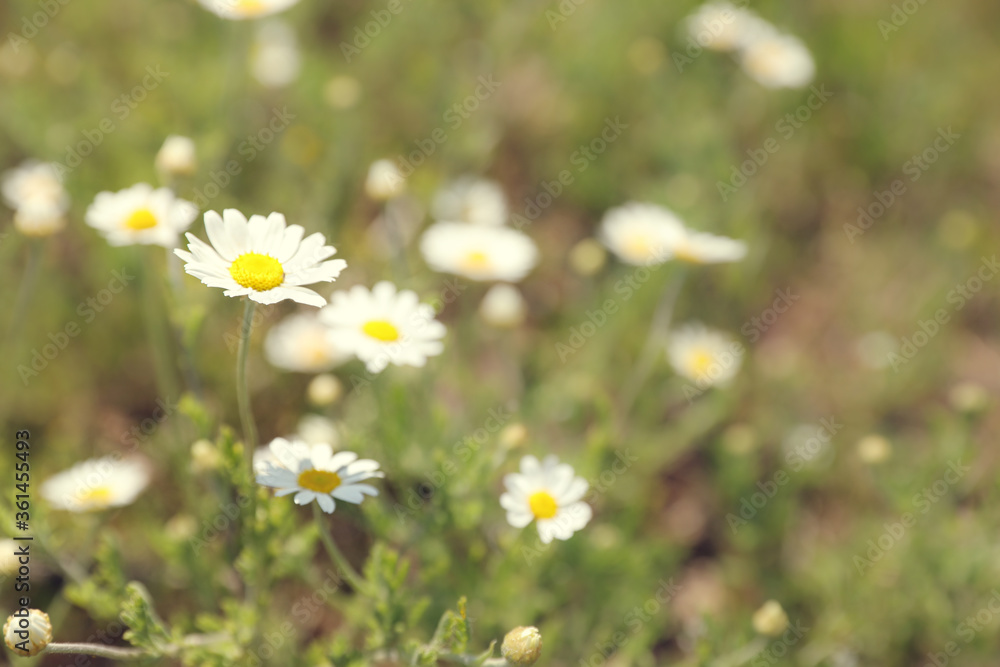 Closeup view of beautiful chamomile field on sunny day Closeup view of beautiful chamomile field on sunny day