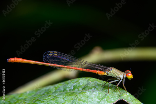Agriocnemis  dragonfly on leaves photo