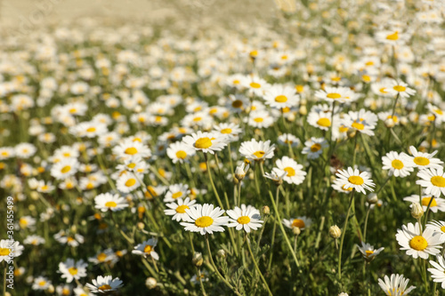 Closeup view of beautiful chamomile field on sunny day