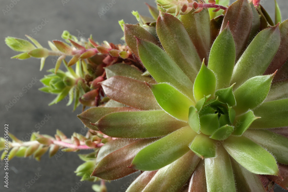 Beautiful echeveria on grey background, top view. Succulent plant Beautiful echeveria on grey background, top view. Succulent plant