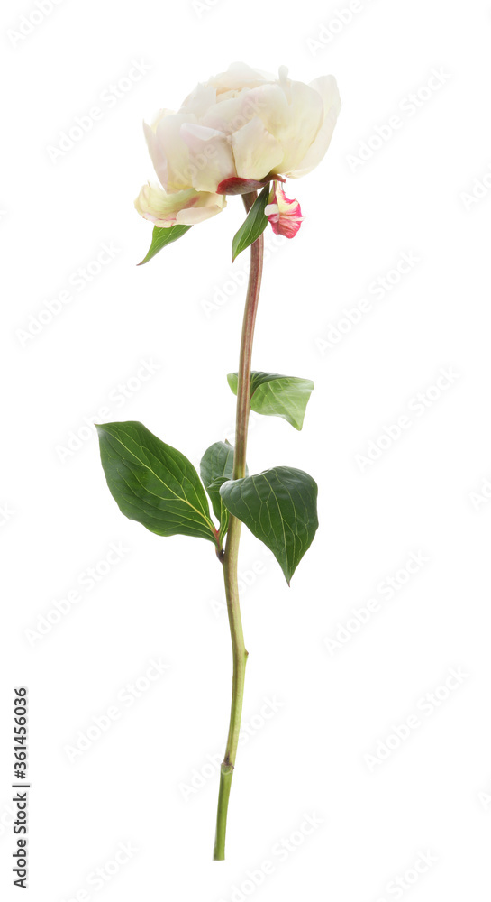 Beautiful fragrant peony flower isolated on white Beautiful fragrant peony flower isolated on white