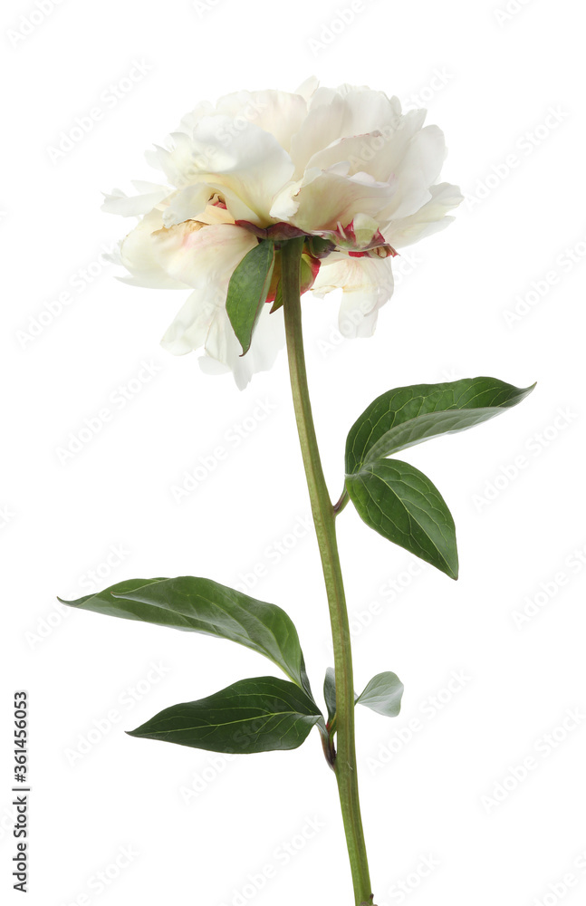 Beautiful fragrant peony flower isolated on white Beautiful fragrant peony flower isolated on white