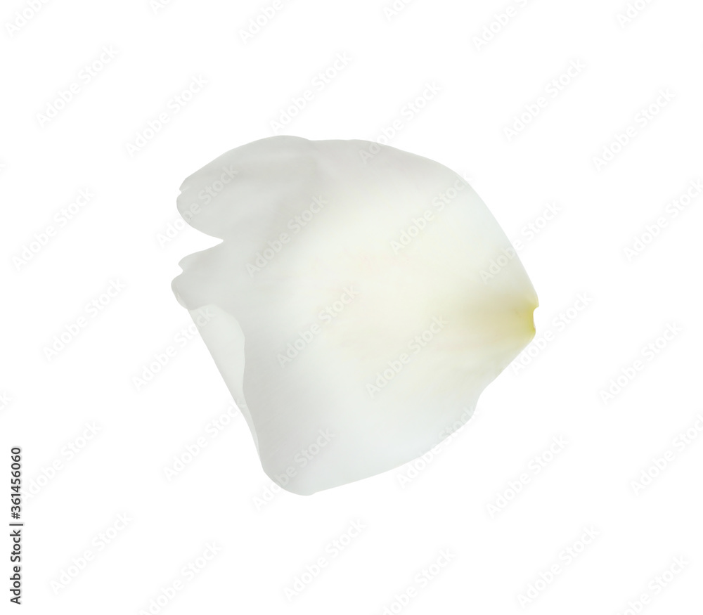 Petal of peony flower isolated on white Petal of peony flower isolated on white