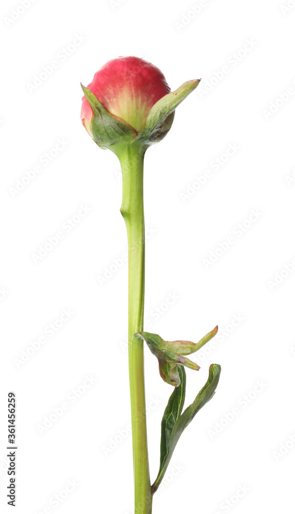 Fototapeta premium Beautiful pink peony bud isolated on white