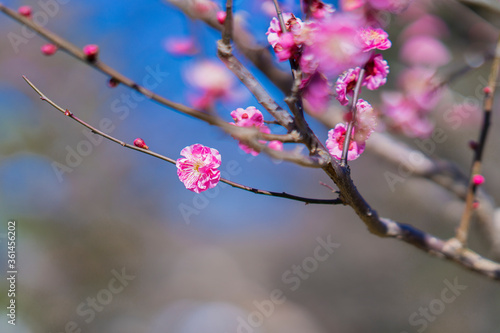 とぶ, 木, 花, 全盛期, 自然