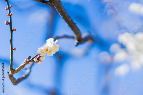 木, とぶ, 自然, 花, ブランチ