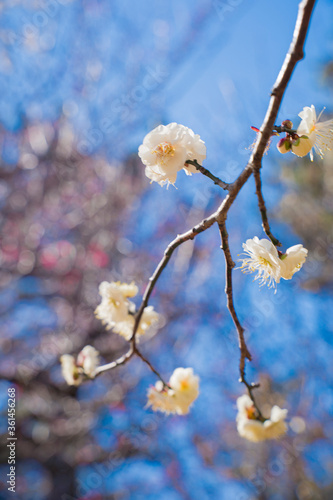 とぶ, 木, 花, 全盛期, 自然