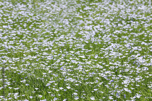 Beautiful view of blooming flax field on summer day