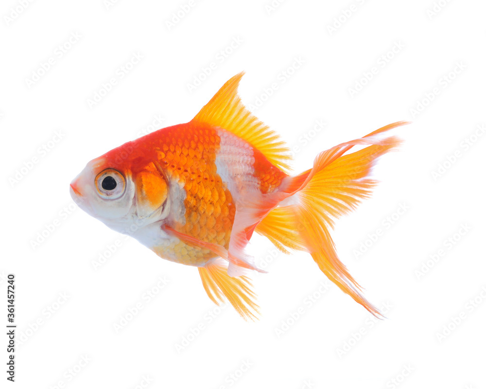 Beautiful bright small goldfish isolated on white Beautiful bright small goldfish isolated on white