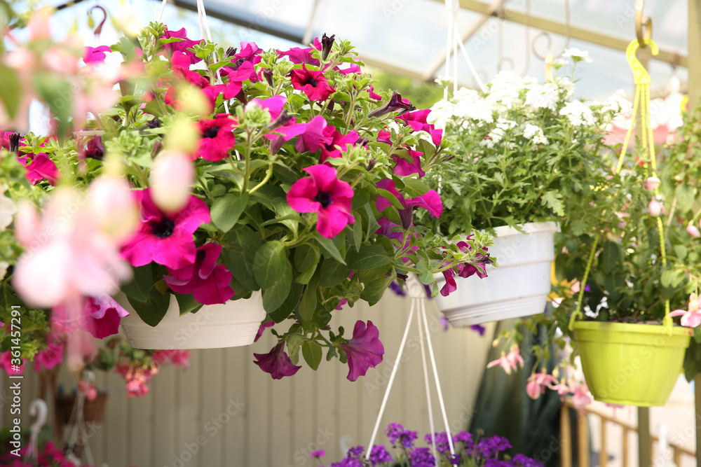 Different beautiful flowers in plant pots hanging outdoors