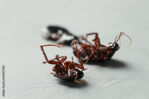 Dead cockroaches on light grey background, closeup. Pest control