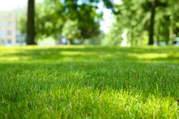 Green lawn with fresh grass outdoors, closeup
