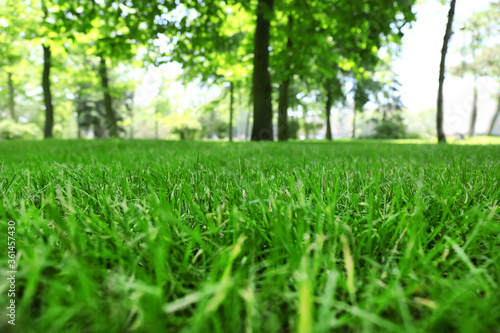 Green lawn with fresh grass in park