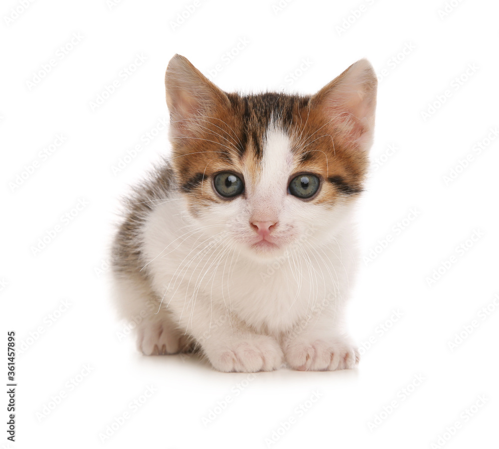 Cute little kitten on white background. Baby animal Cute little kitten on white background. Baby animal
