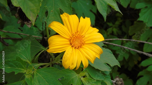 yellow flower on green background