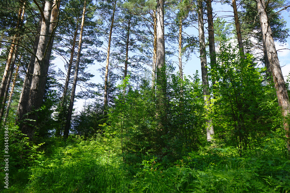 Fototapeta premium Green forest in the morning. Pine trees against the blue sky. Nature landscape. Low angle view of green trees against the sky. Sunny morning in the forest.