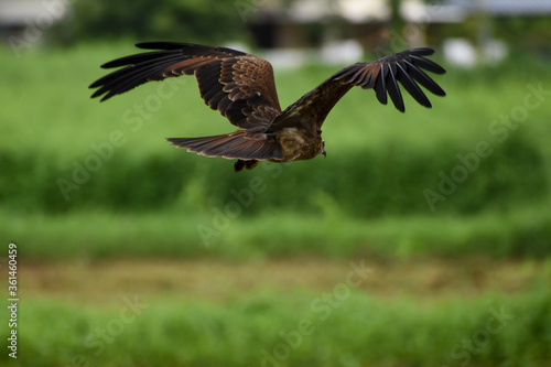 red tailed hawk © Sanoj
